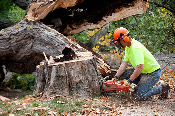 Tree Care Services